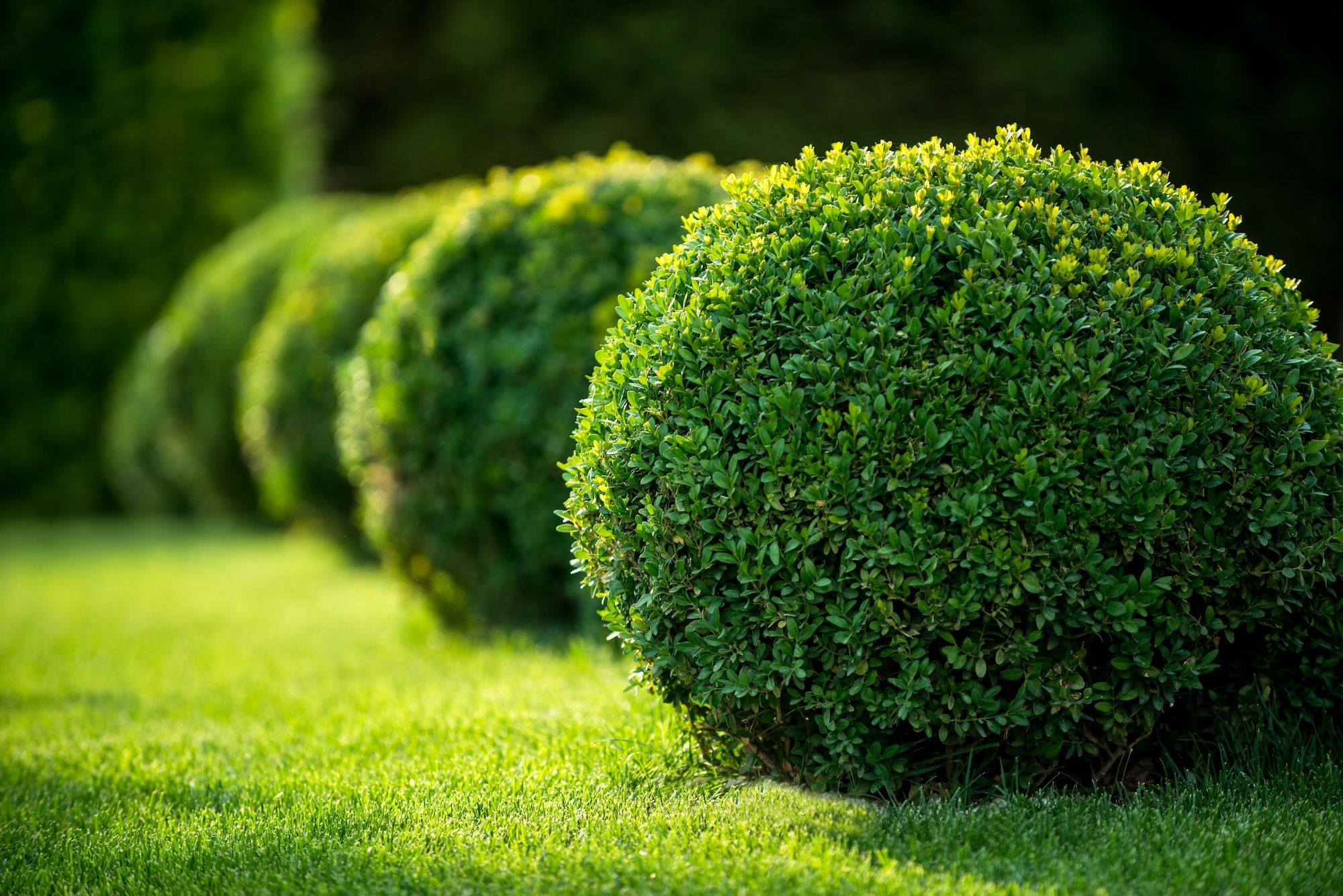 Hedge Cutting Gloucester